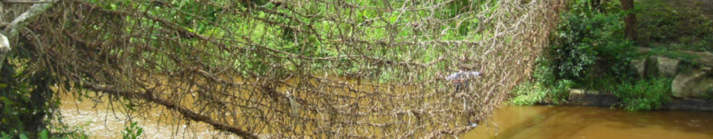 Soluciones basadas en la naturaleza¿Cómo evitar el acaparamiento de tierras en nombre de la biodiversidad?